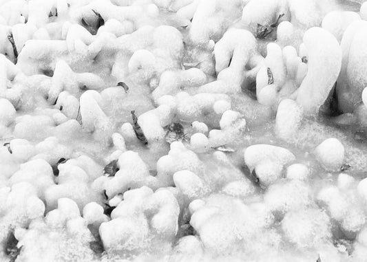 Petshop - Yuanjun Chen - 15 - Iced Grass