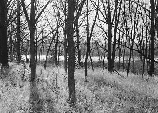 Petshop - Yuanjun Chen - 16 - Trees