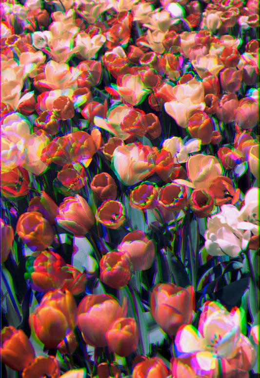 Petshop - Yuanjun Chen - 19 - Tulips