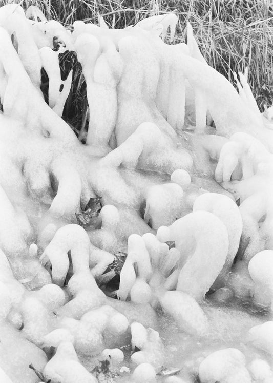 Petshop - Yuanjun Chen - 20 - Iced Grass II