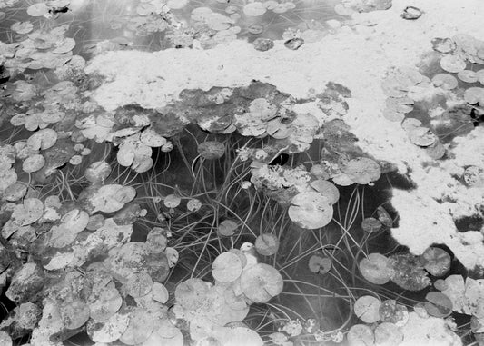 Petshop - Yuanjun Chen - 22 - Lily Pond II
