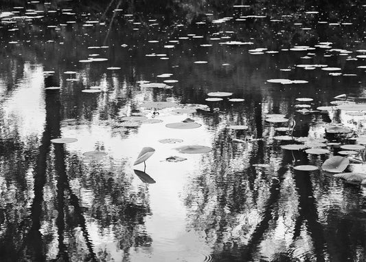 Petshop - Yuanjun Chen - 30 - Lily Pond II