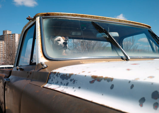Petshop - Yuanjun Chen - 6 - Parked by Supermercado