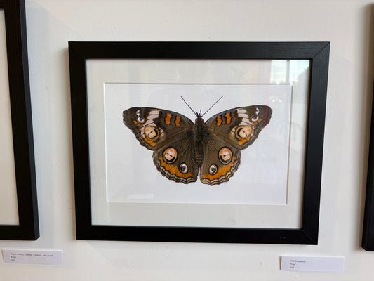 BFF Gallery - Cynthia Smith - Ted Bunderfly